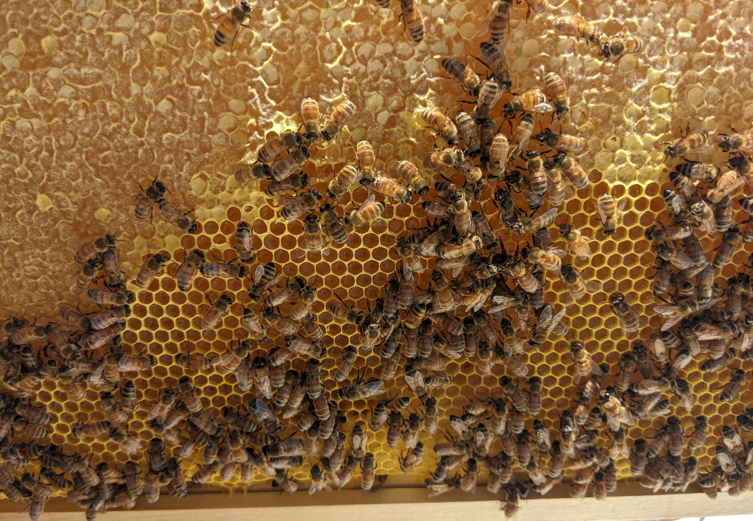 Bees filling the frames